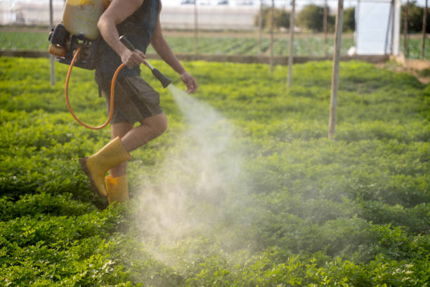 Best Affordable Pest Control Services  in Ainaloa, HI