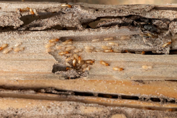 Best Mosquito Control Services  in Ainaloa, HI